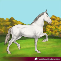 Horse Color:Smoky Creme Roan Dun 