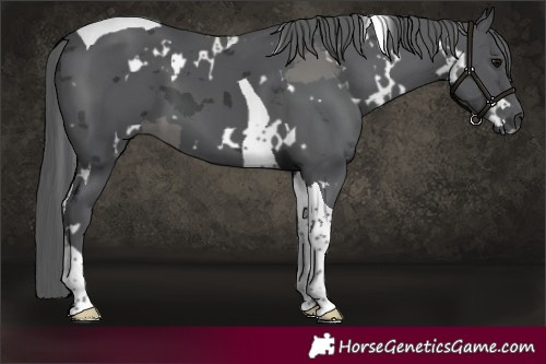 Horse Color:White Spotted Black Merle Tobiano 