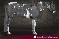 Horse Color:White Spotted Black Merle Tobiano 