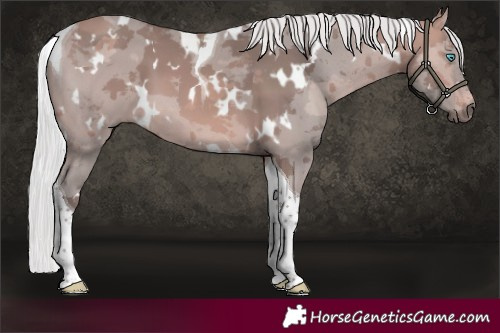 Horse Color:Platinum White Spotted Silver Bay Merle Tobiano