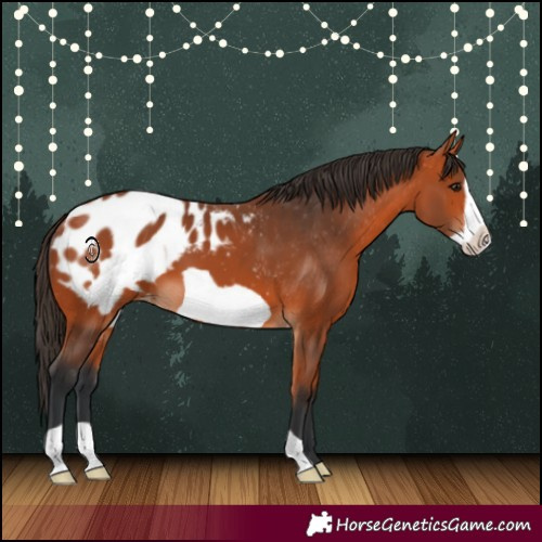 Horse Color:Bay Frame Appaloosa 