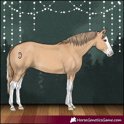 Horse Color:Red Dun Splash 