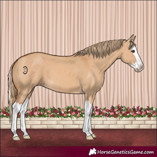 Horse Color:Red Dun Splash 