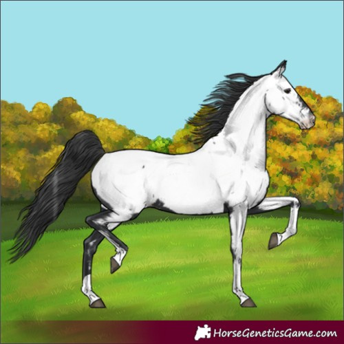 Horse Color:Black Tobiano Near Fewspot