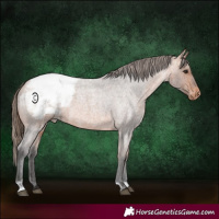 Horse Color:Bay Roan Appaloosa 