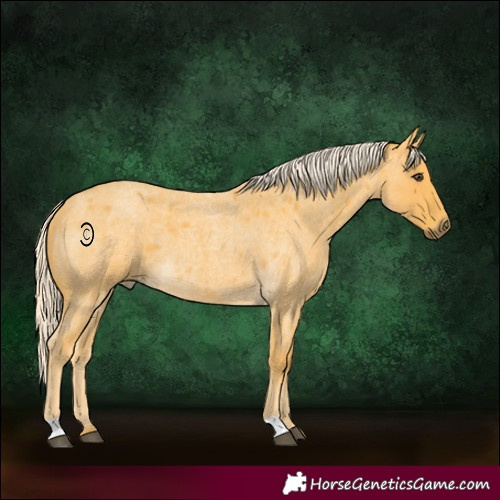 Horse Color:Palomino Roan 