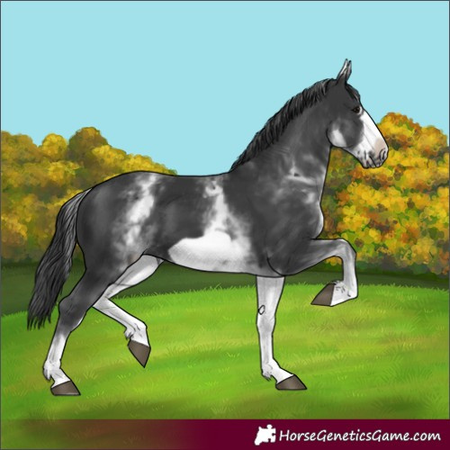 Horse Color:White Spotted Black Frame