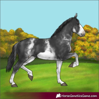 Horse Color:White Spotted Black Frame 