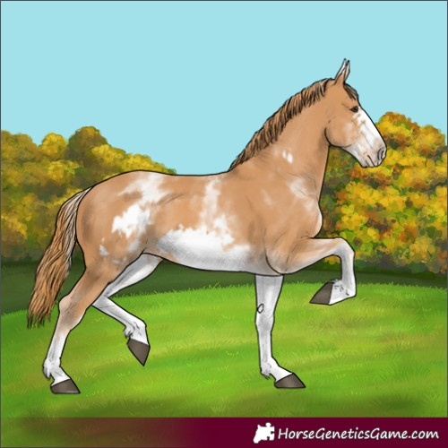 Horse Color:White Spotted Chestnut Frame 