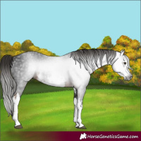 Horse Color:Gray White Spotted Liver Chestnut 