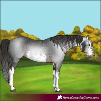 Horse Color:Gray White Spotted Liver Chestnut