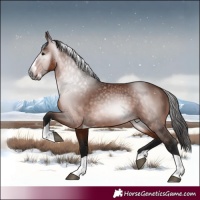 Horse Color:Gray Bay Splash Tobiano