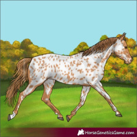 Horse Color:Chestnut Appaloosa