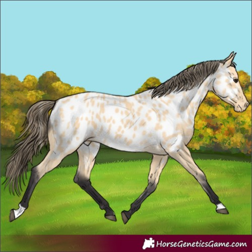 Horse Color:Buckskin Near Leopard 
