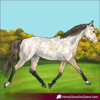 Horse Color:Buckskin Appaloosa