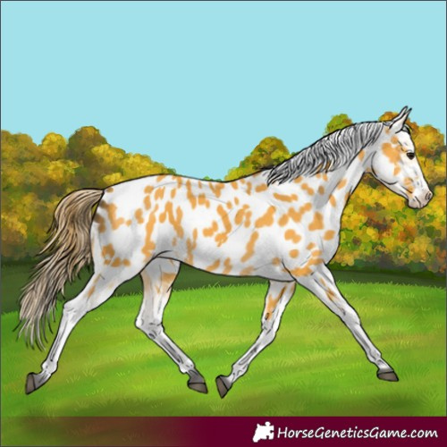 Horse Color:Buckskin Appaloosa