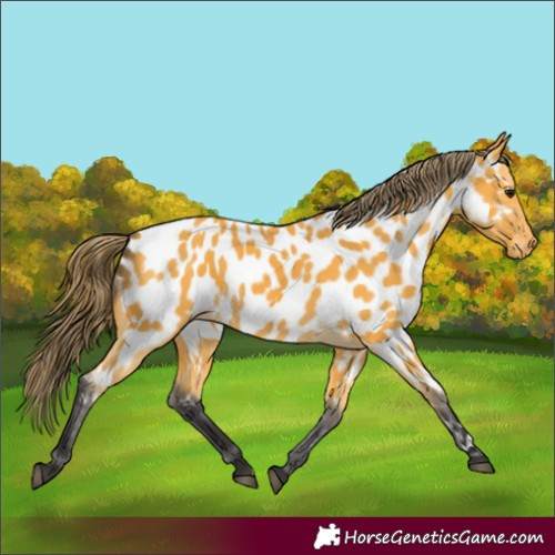 Horse Color:Buckskin Near Leopard