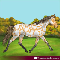 Horse Color:Buckskin Near Leopard