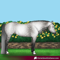 Horse Color:Gray Grullo 