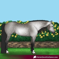 Horse Color:Gray Grullo 