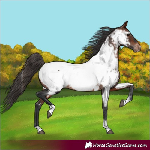 Horse Color:Bay Tobiano Near Fewspot