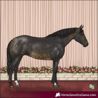 Horse Color:Buckskin