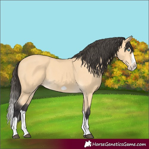Horse Color:Buckskin Splash Frame