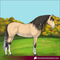 Horse Color:Buckskin Splash Frame