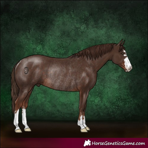 Horse Color:Liver Chestnut Rabicano 