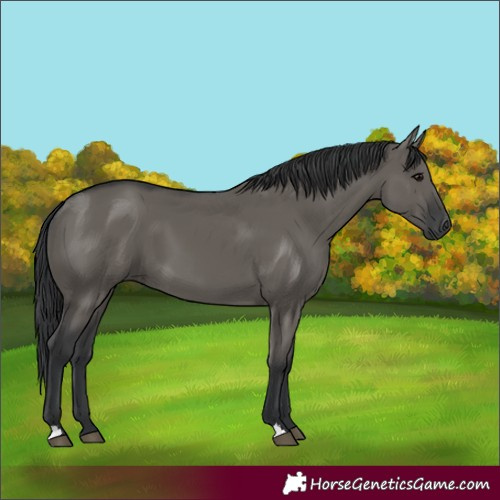 Horse Color:Grullo 