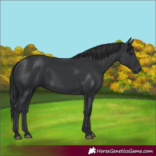 Horse Color:Black 