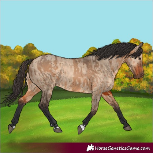 Horse Color:Bay Dun  and Bay Dun 