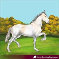 Horse Color:White Spotted Gold Cream Champagne 