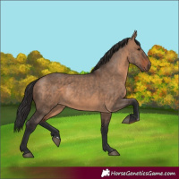 Horse Color:Brown Dun  and Brown Dun 