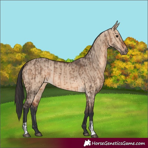 Horse Color:Brown Dun  and Bay Dun 