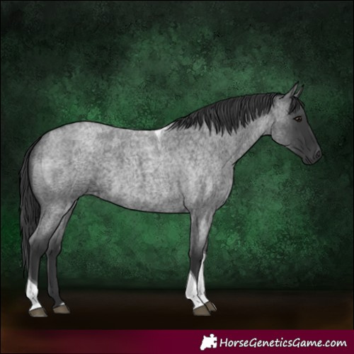 Horse Color:Blue Roan Tobiano