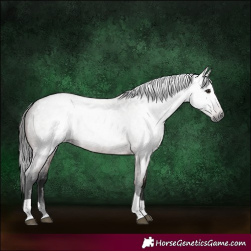 Horse Color:Gray Bay Roan Tobiano 