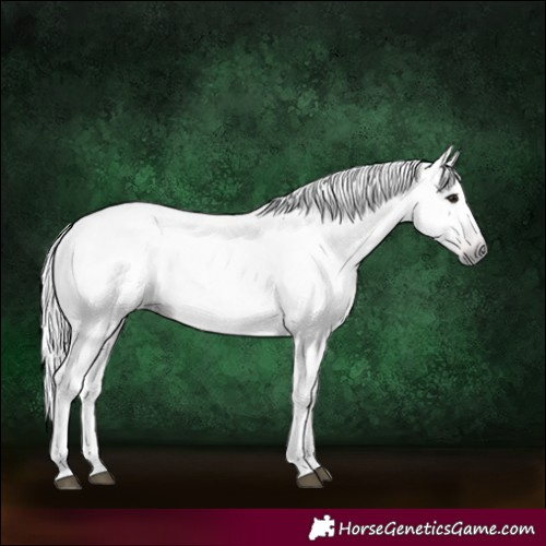 Horse Color:Gray Bay Roan Tobiano 