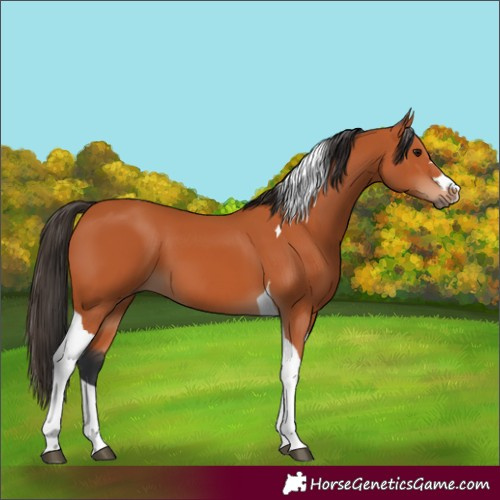 Horse Color:Unknown 