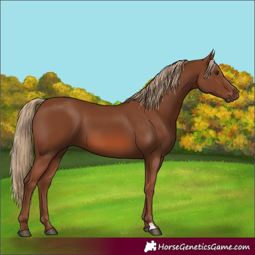 Horse Color:Unknown 