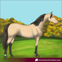 Horse Color:Unknown 