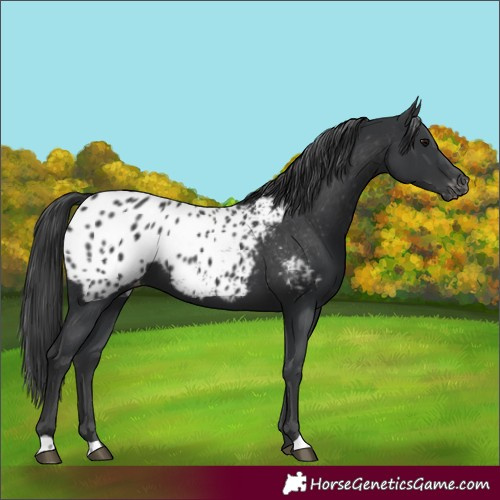 Horse Color:Unknown 
