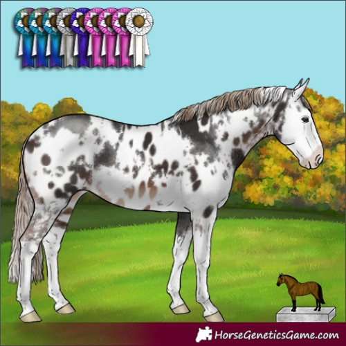 Horse Color:White Spotted Liver Chestnut Splash  and White Spotted Liver Chestnut Sabino Splash Near Leopard 