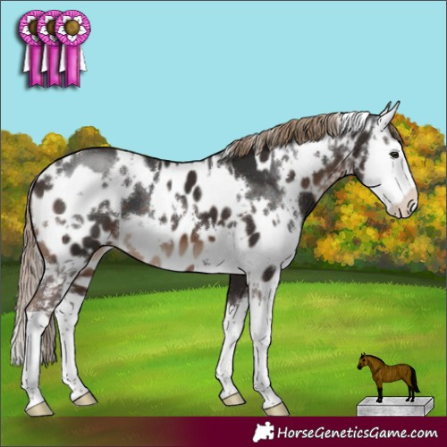 Horse Color:White Spotted Liver Chestnut Splash  and White Spotted Liver Chestnut Sabino Splash Appaloosa 