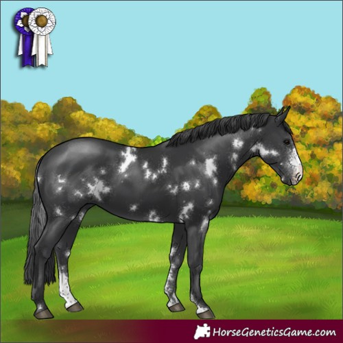 Horse Color:White Spotted Black Sabino 