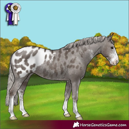 Horse Color:Silver Black Sabino Appaloosa Rabicano 