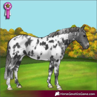 Horse Color:White Spotted Black Appaloosa