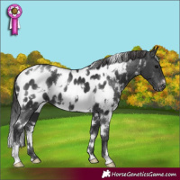 Horse Color:White Spotted Black Appaloosa 