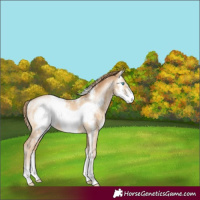 Horse Color:Buckskin Pearl Sabino Frame 