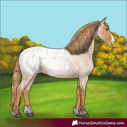Horse Color:Unknown 